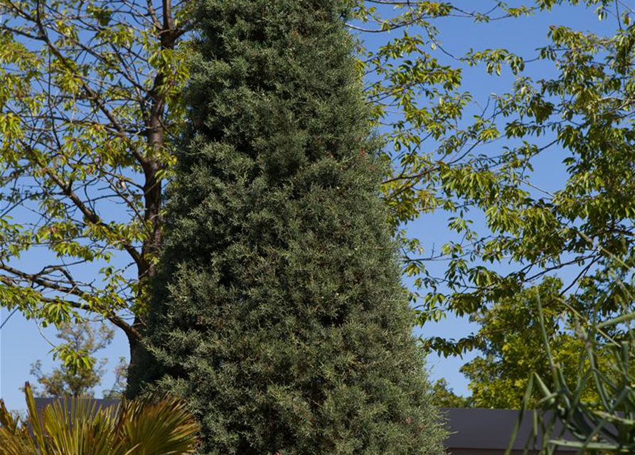 Cupressus arizonica 'Fastigiata'