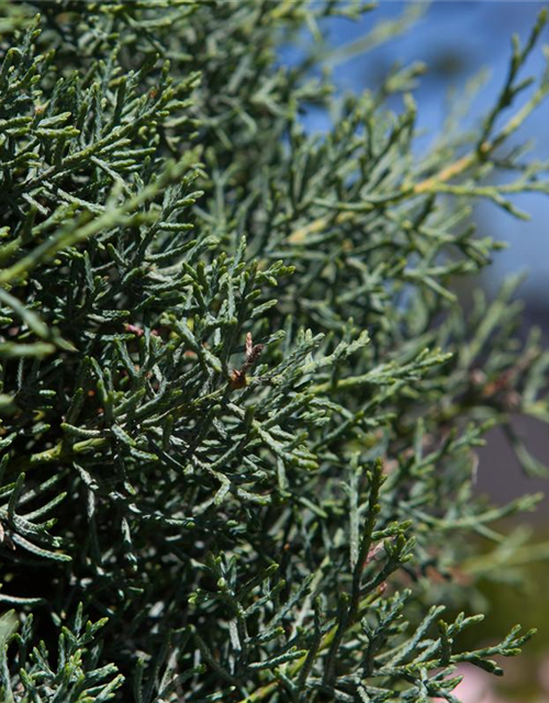 Cupressus arizonica 'Fastigiata'