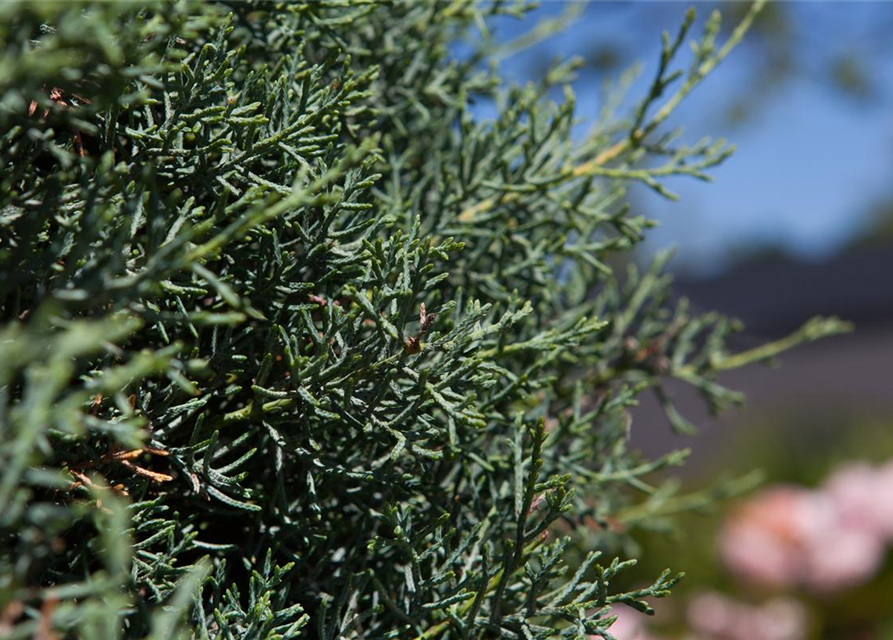 Cupressus arizonica 'Fastigiata'