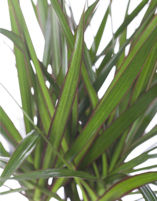 Dracaena marginata