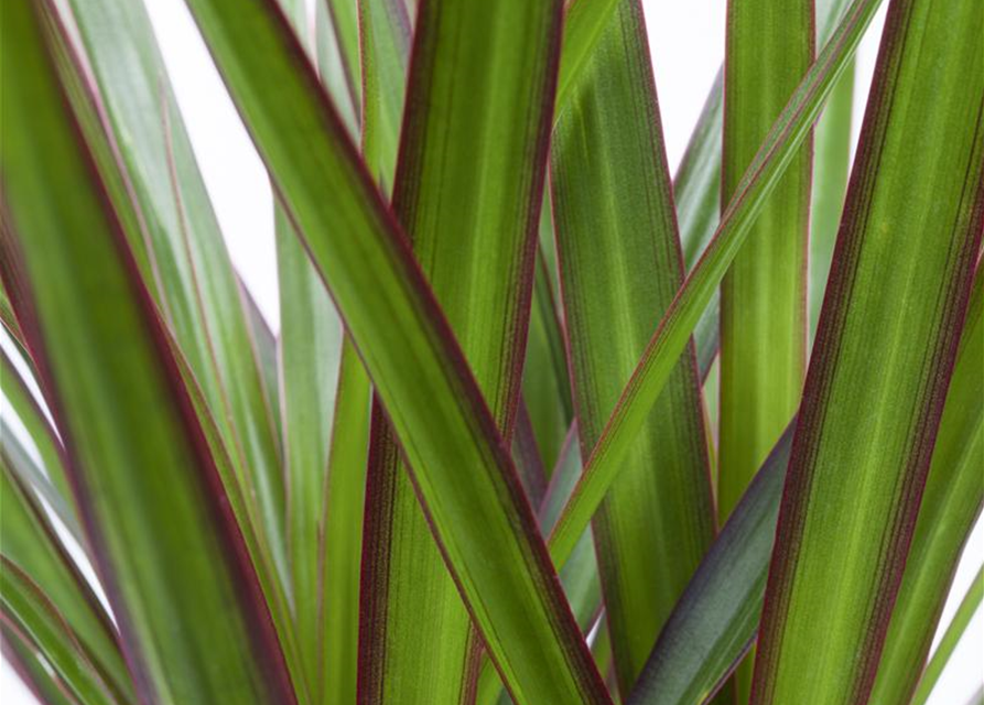 Dracaena marginata