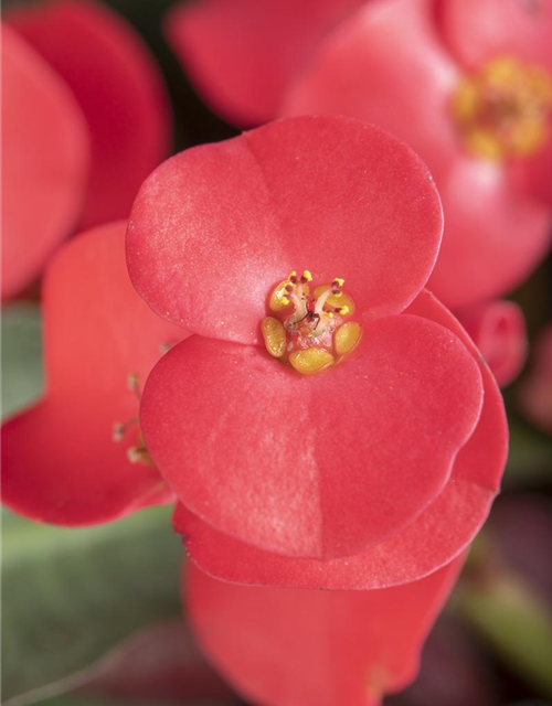 Euphorbia Miliiana Rosatan