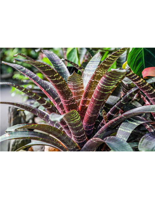 Vriesea Red Chestnut