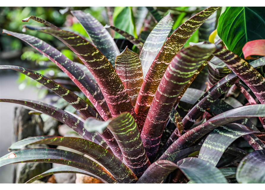 Vriesea Red Chestnut