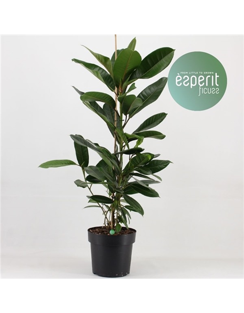 Ficus Americana Tresorn