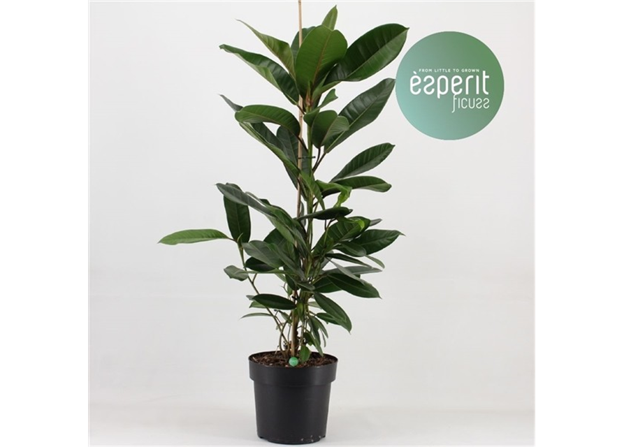 Ficus Americana Tresorn