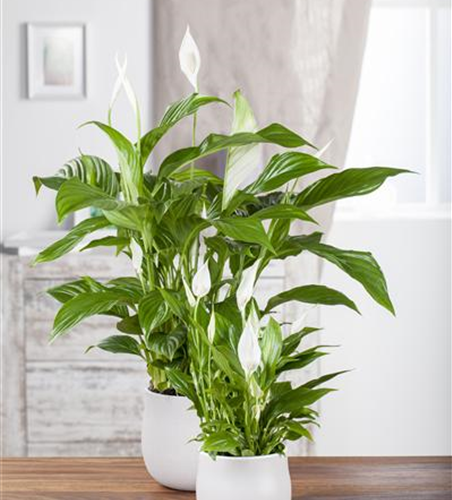 Spathiphyllum