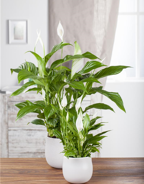 Spathiphyllum