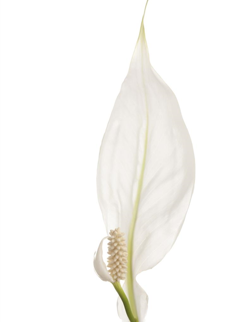 Spathiphyllum