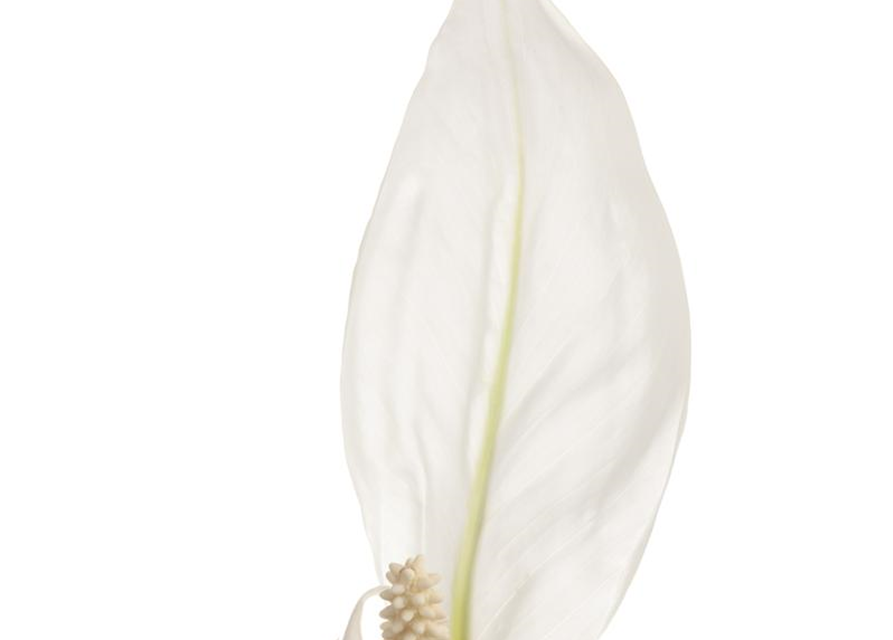 Spathiphyllum