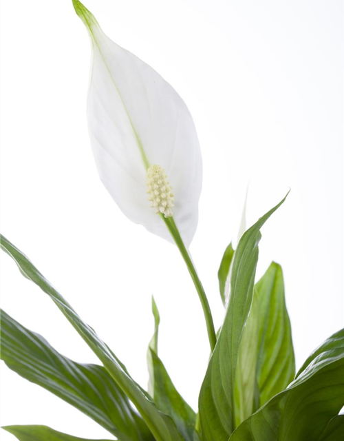 Spathiphyllum