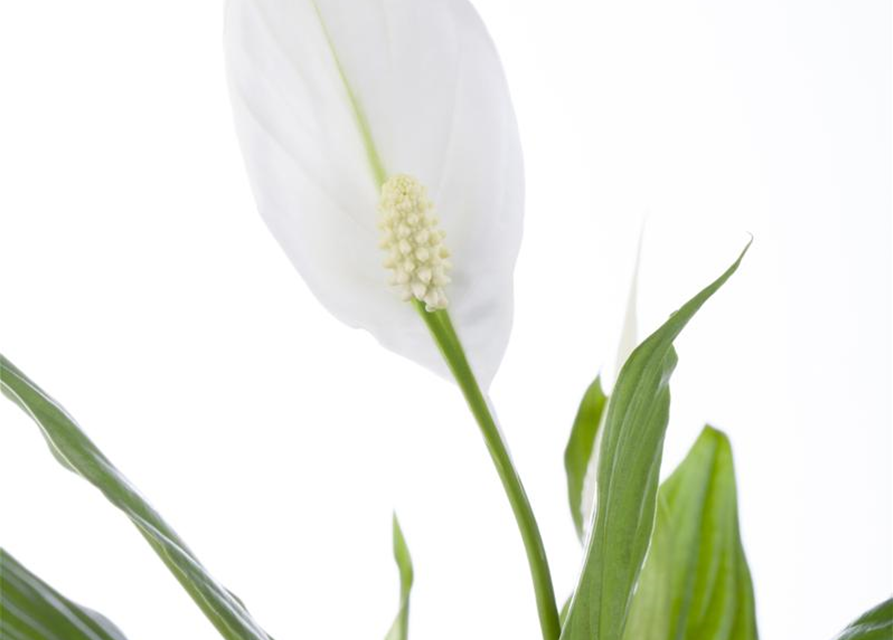 Spathiphyllum