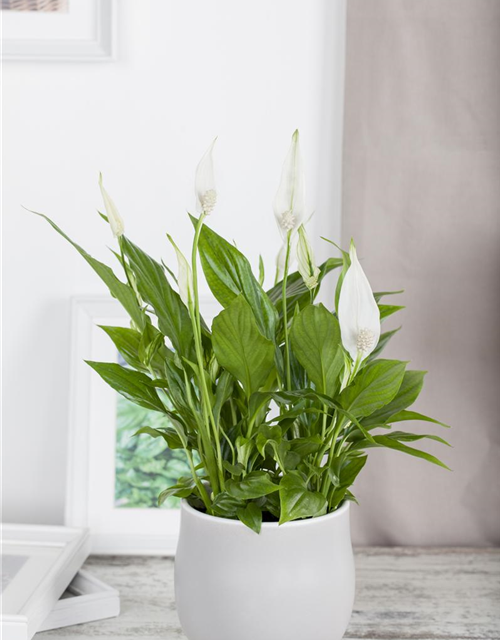 Spathiphyllum