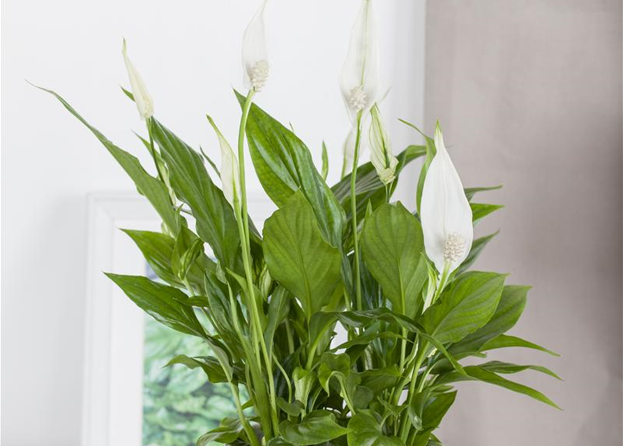 Spathiphyllum