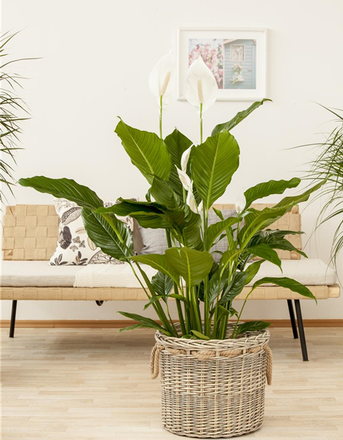 Spathiphyllum