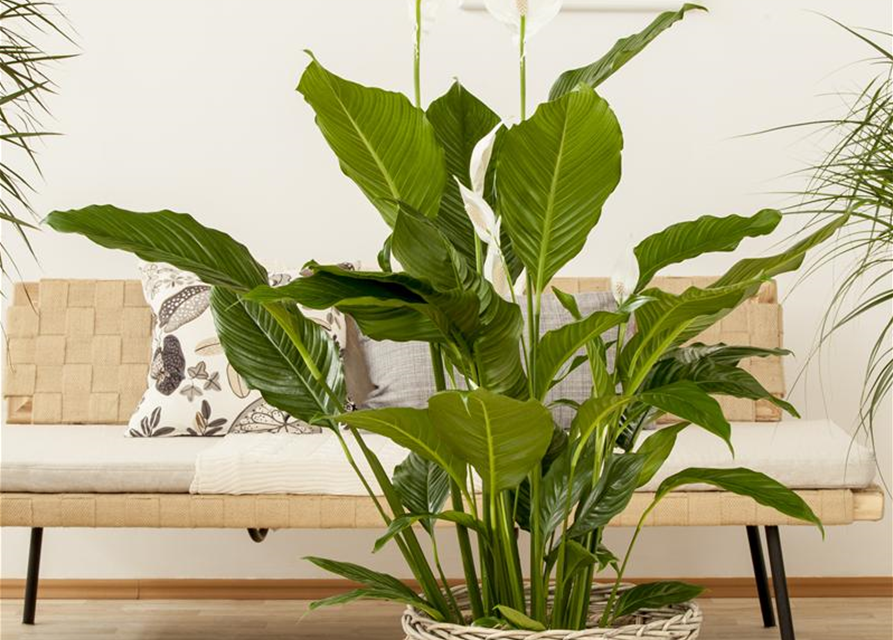 Spathiphyllum