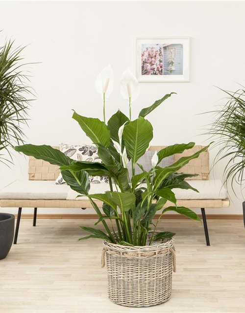 Spathiphyllum