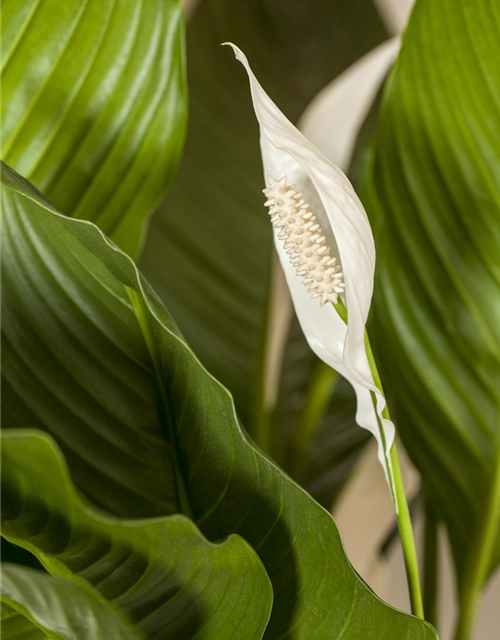 Spathiphyllum