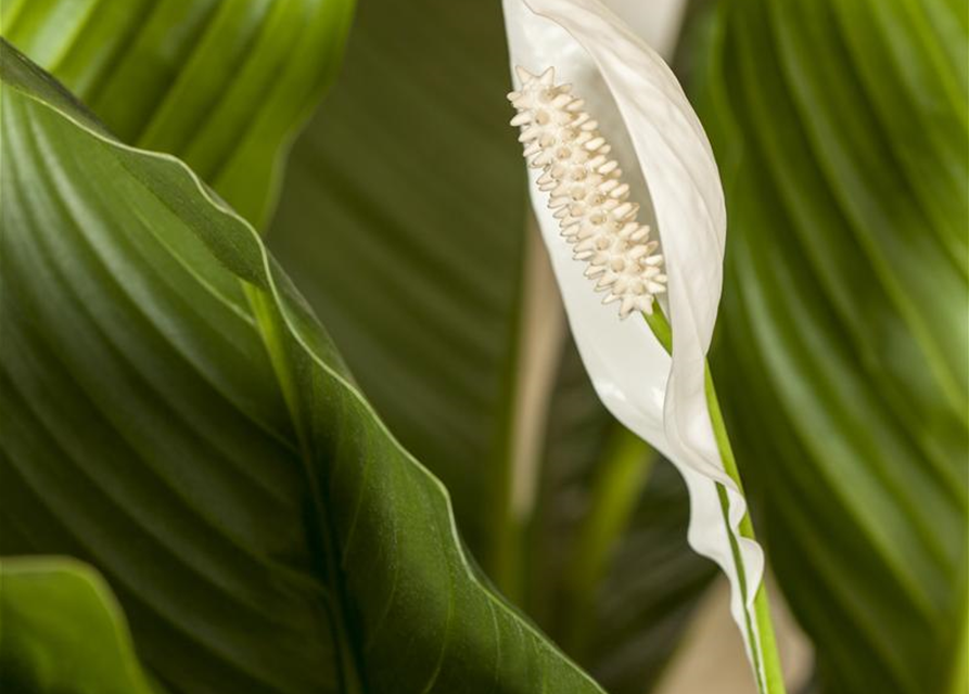 Spathiphyllum