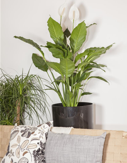 Spathiphyllum