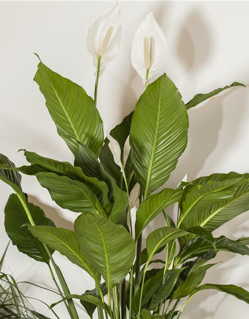 Spathiphyllum