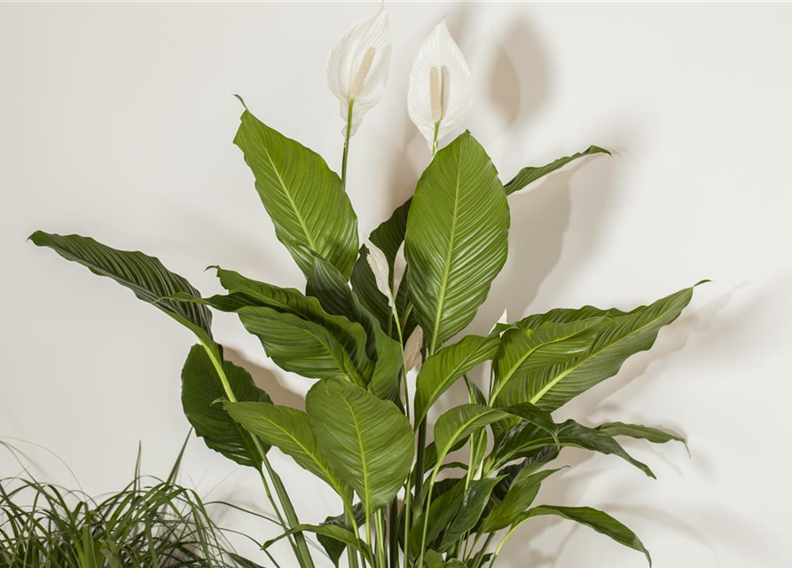 Spathiphyllum