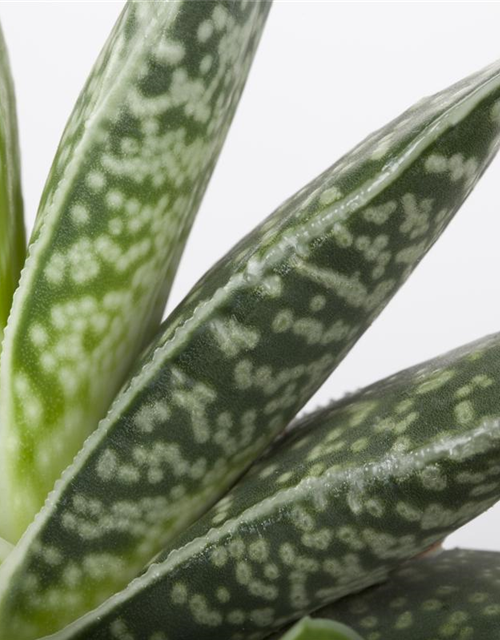 Aloe Aristata