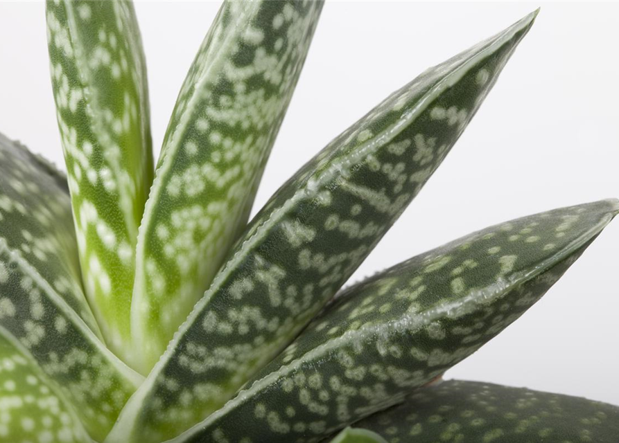 Aloe Aristata