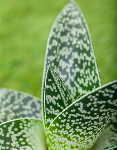 Aloe Aristata