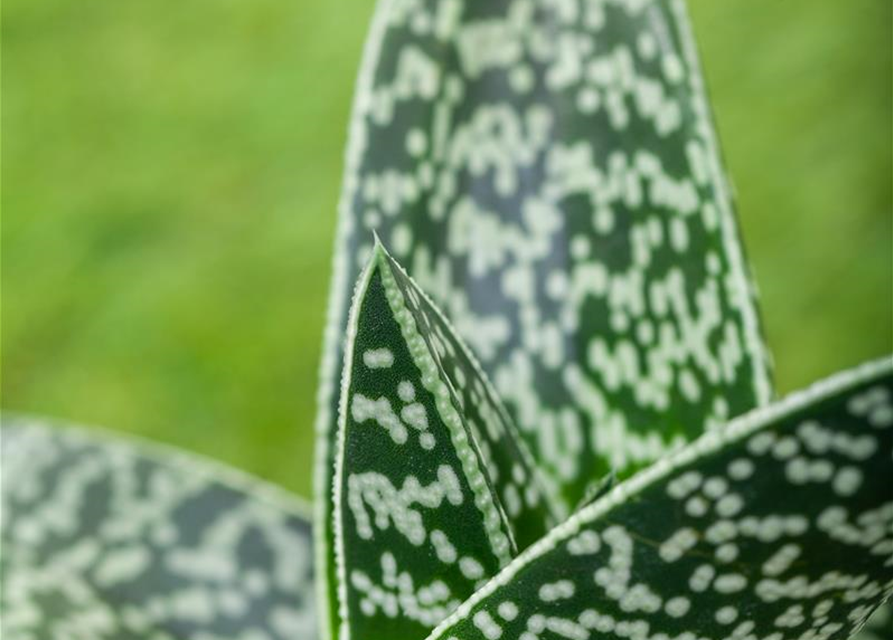 Aloe Aristata