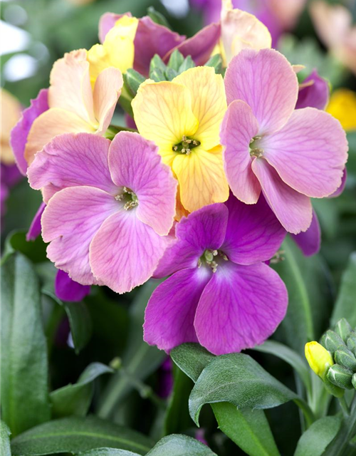 Erysimum