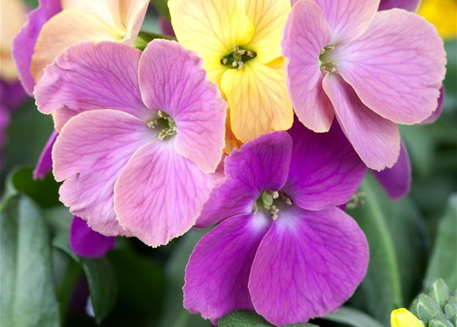 Erysimum