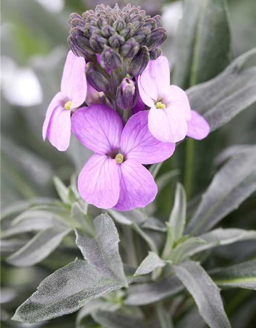 Erysimum