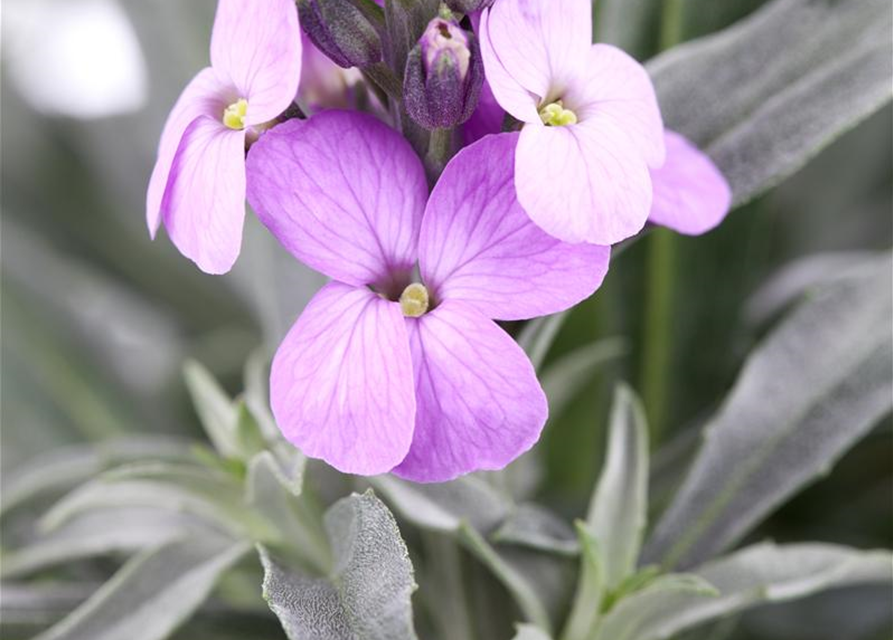 Erysimum