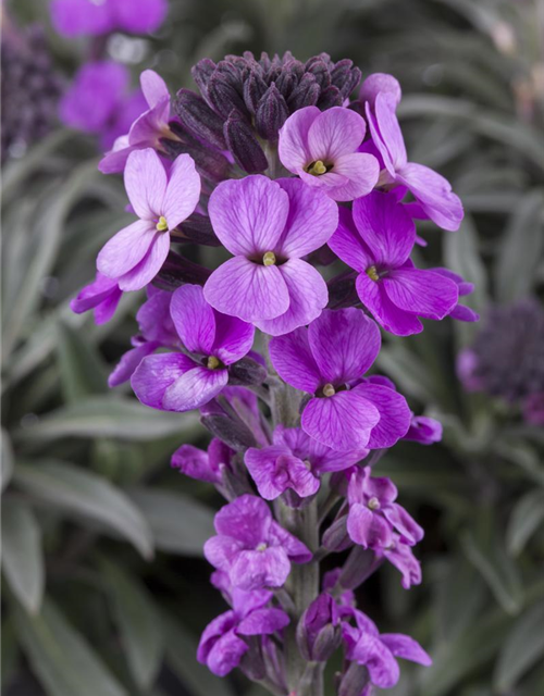 Erysimum