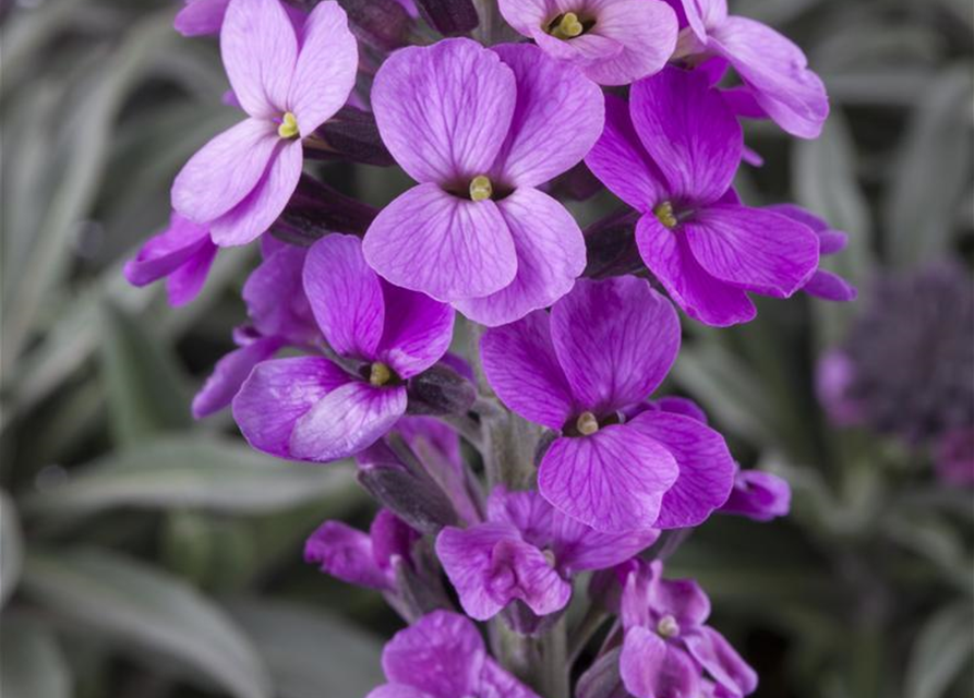 Erysimum