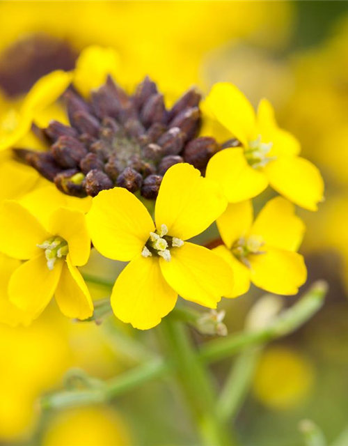 Erysimum