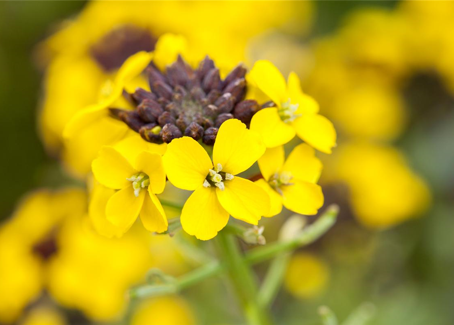 Erysimum