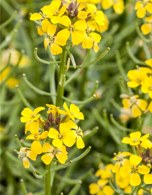 Erysimum