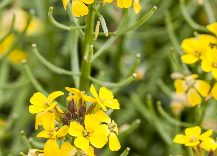 Erysimum