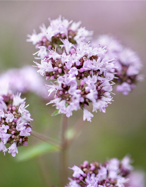 BLU Oregano 