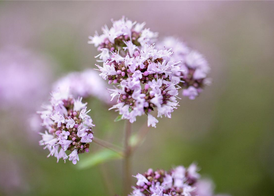 BLU Oregano 