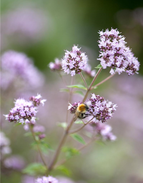 BLU Oregano 