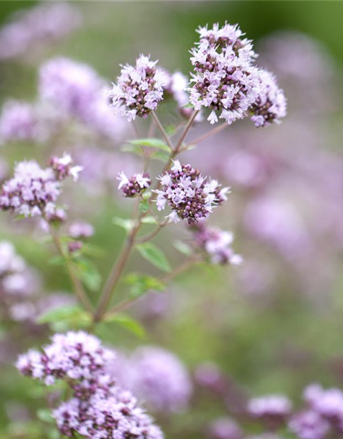 BLU Oregano 