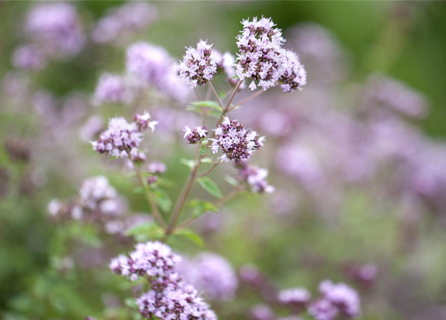 BLU Oregano 