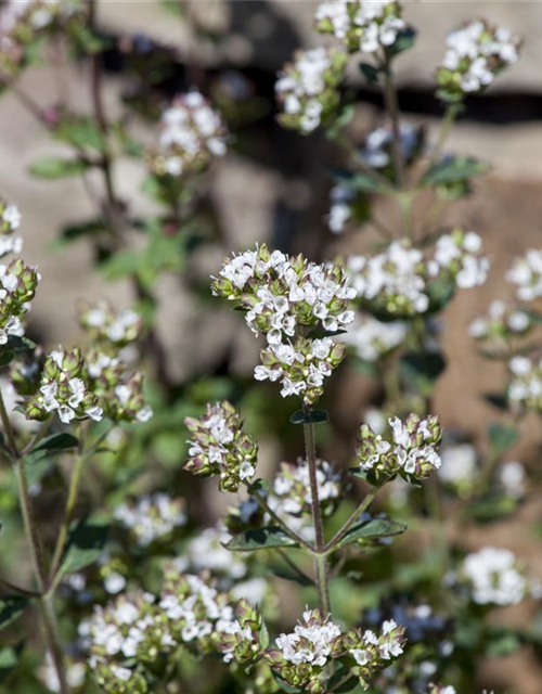 BLU Oregano 