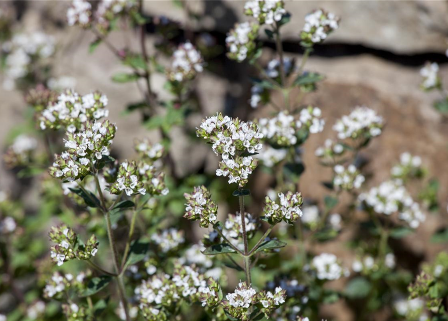 BLU Oregano 