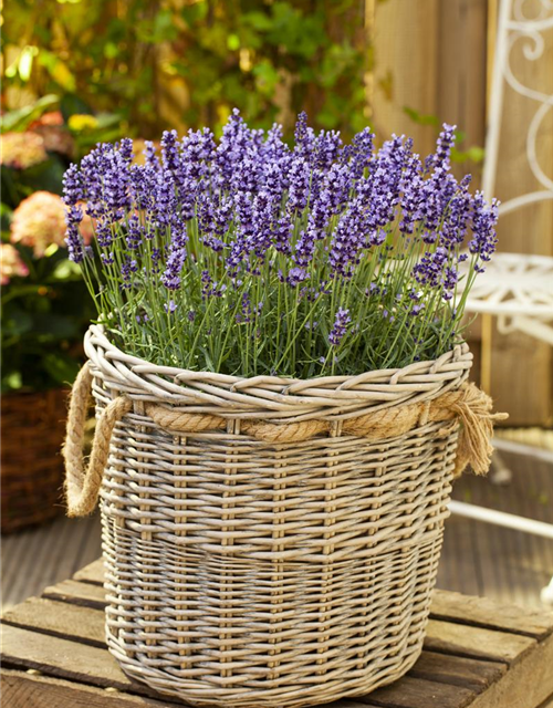 Lavendel