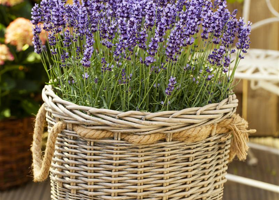 Lavendel