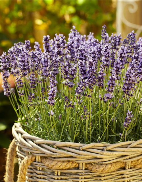 Lavendel